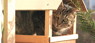 Illustration for article titled This Is The One Thing That People Never Understand About Cats